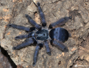 Tapinauchenius plumipes (ex. violaceus) (1cm) - Purple Tree Spider