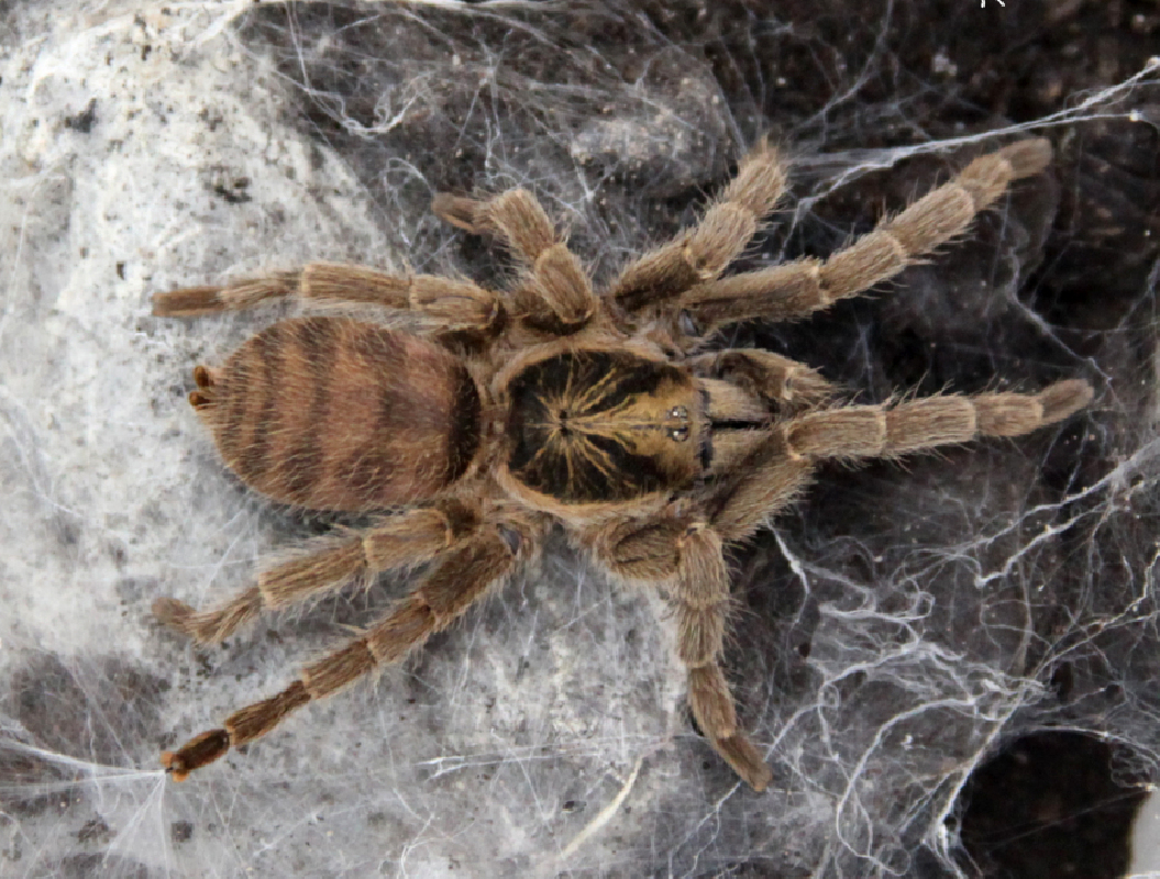 Neoholthele incei Adult Female