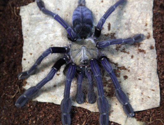 Picture of a Omothymus violaceopes