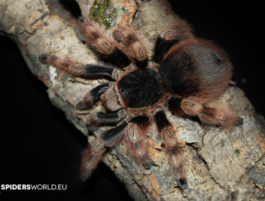 Nhandu coloratovillosus Female (6cm) - Brazilian Black & White