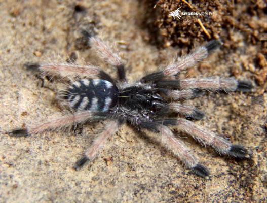 Picture of an Amazonius burgessi