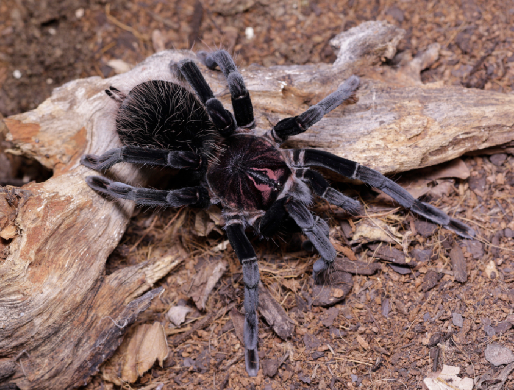 Xenesthis immanis Female + Male (6cm) – Colombian Lesserblack