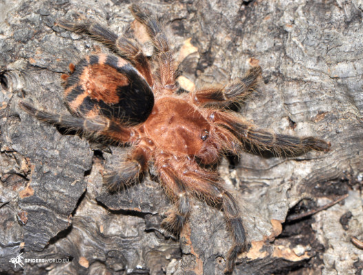 Bild einer Vogelspinne der Art Cyriocosmus perezmilesi