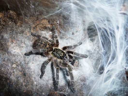 Ceratogyrus meridionalis cm cm  Zimbabwe Grey Mustard Baboon