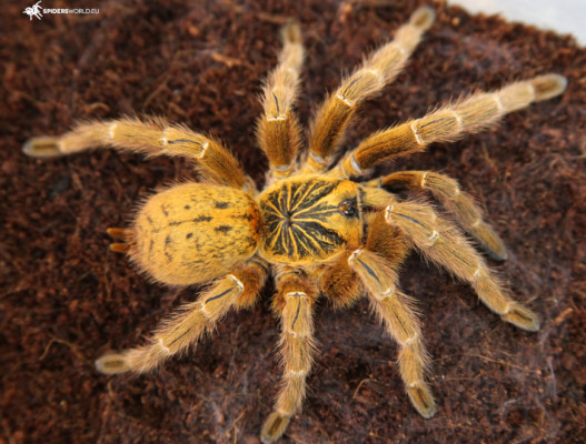 Picture of a Pterinochilus murinus