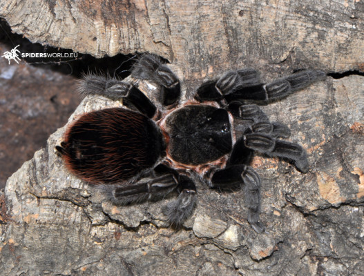 Picture of a Sericopelma angustum
