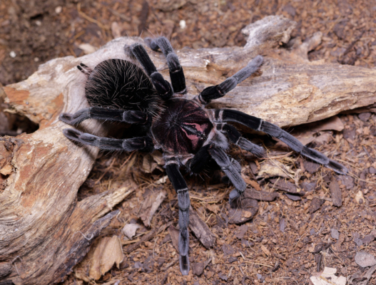 Xenesthis immanis Female (6cm) – Colombian Lesserblack