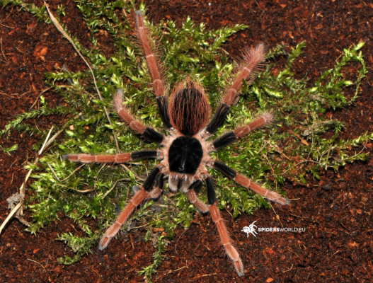 Megaphobema robustum Female (6cm) - Colombian giant tarantula