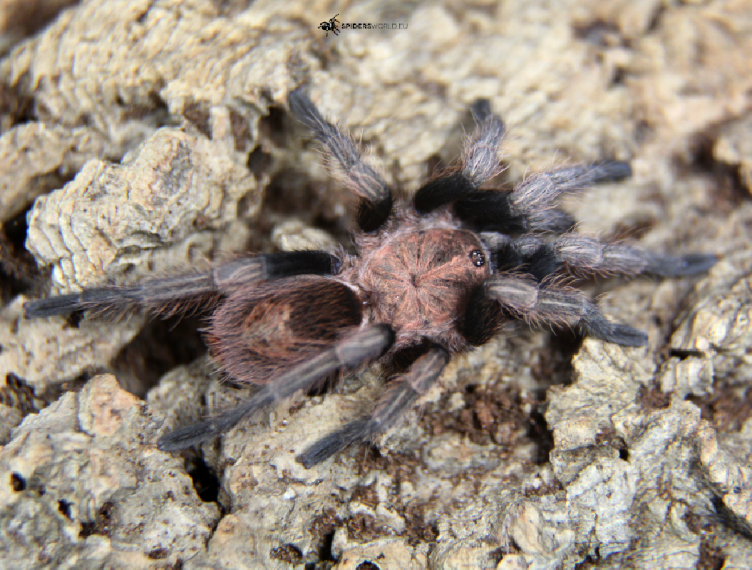 Bonnetina minax Female + Male (4.5cm)