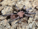 Bonnetina minax Female + Male (4.5cm)