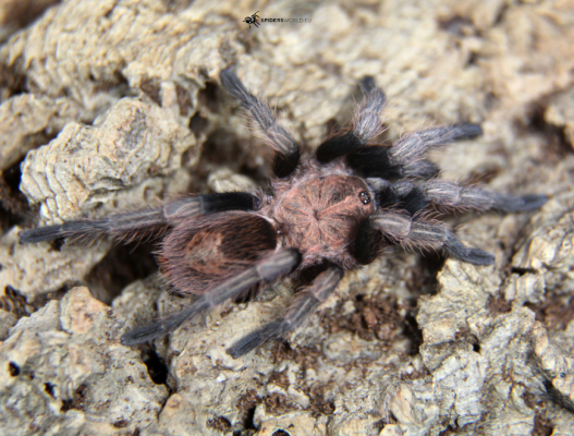 Bonnetina minax Female (4.5cm)