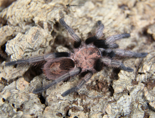 Bild einer Vogelspinne der Art Bonnetina minax.