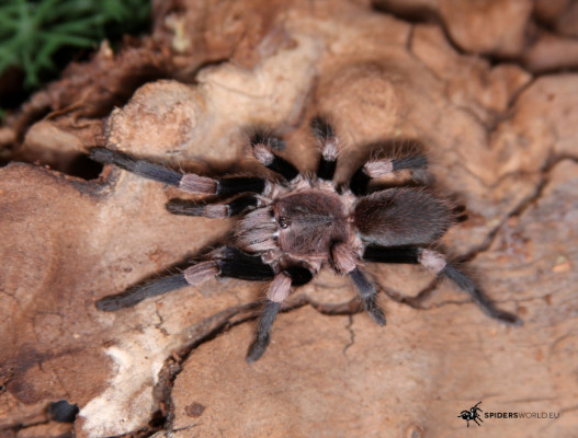Haplocosmia himalayana (1cm) - Himalayan earth tiger