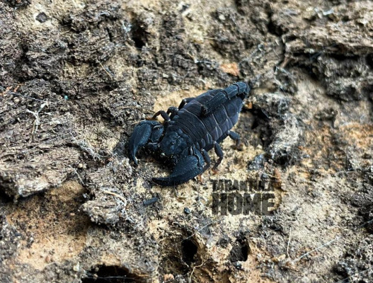 Bild eines Skorpions der Art Chaerilus variegatus