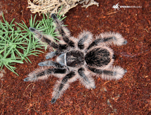 Picture of a Tliltocatl albopilosus