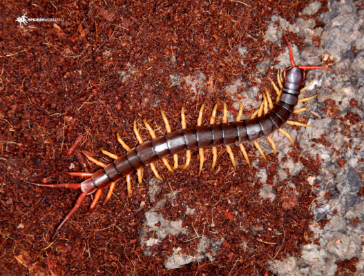Scolopendra subspinipes...