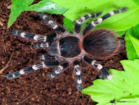 Bild einer Vogelspinne der Art Acanthoscurria geniculata