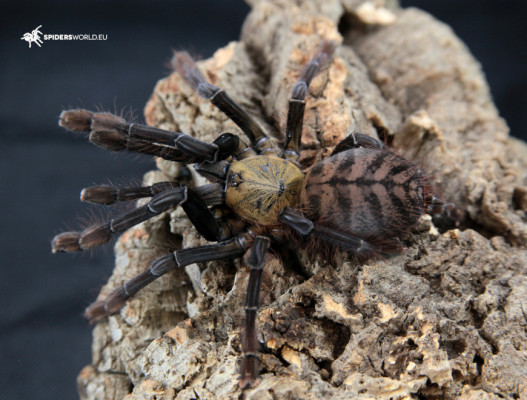 Picture of a Phormingochilus sp. akcaya