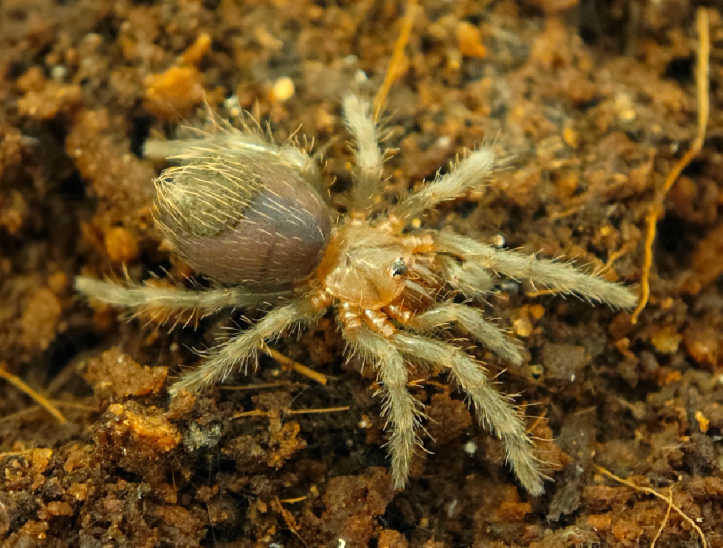 Aphonopelma anax (1cm)