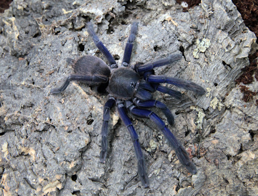 Bild einer Vogelspinne der Art Chilobrachys sp. Vietnam Blue