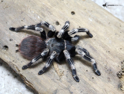 Picture of a Nhandu chromatus