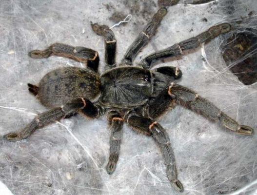 Pterinochilus chordatus...
