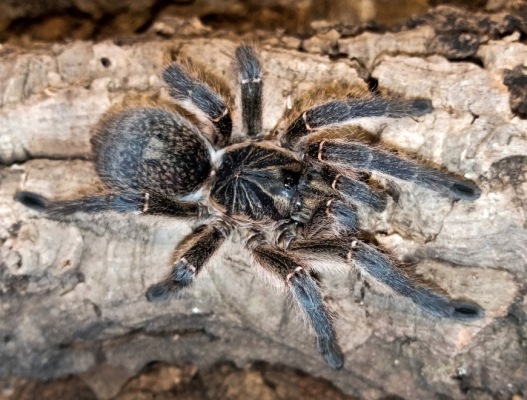 Harpactira baviana Female +...