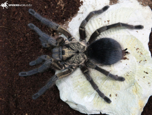 Phormictopus auratus...