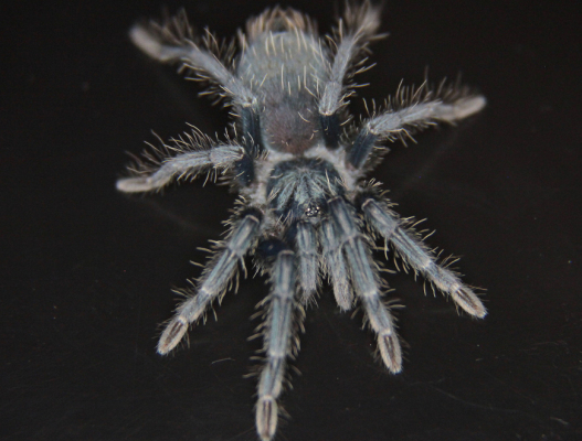 Phormictopus sp "Full...