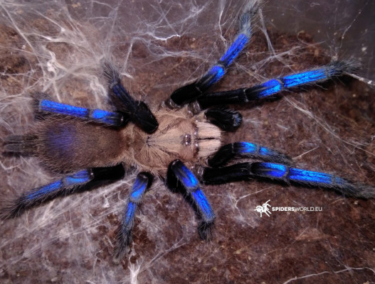 Bild einer Vogelspinne der Art Birupes simoroxigorum
