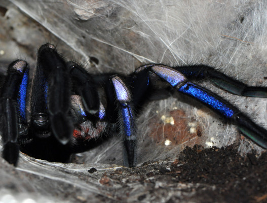 Bild einer Vogelspinne der Art Chilobrachys natanicharum