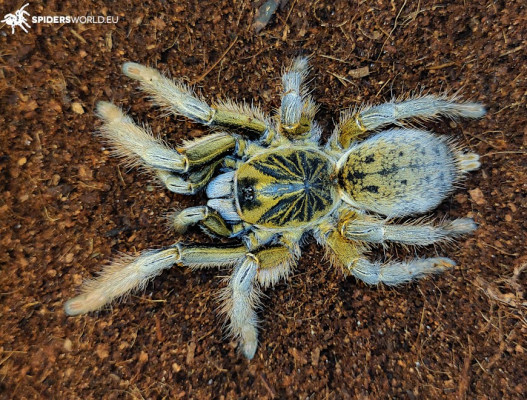 Bild einer Vogelspinne der Art Augacephalus breyeri