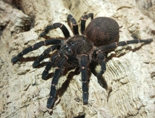 Picture of an Ami sp Panama