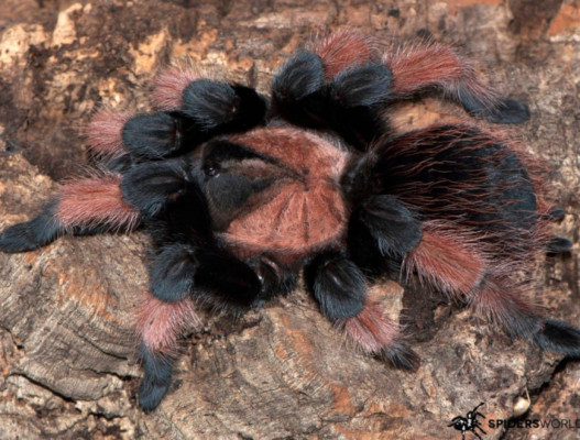 Bild einer Vogelspinne der Art Brachypelma emilia