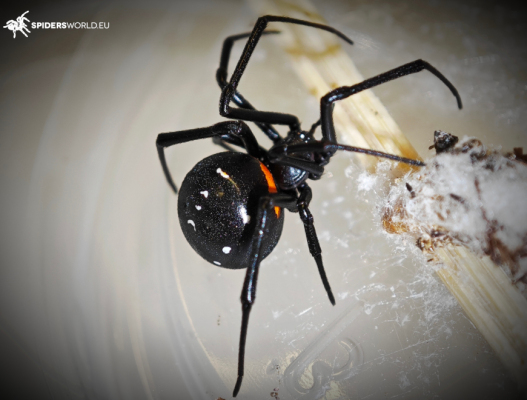 Latrodectus menavodi