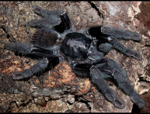 Picture of a Phormingochilus arboricola