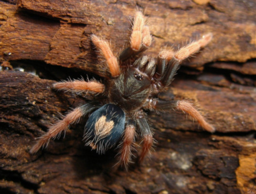 Picture of a Cyriocosmus aueri