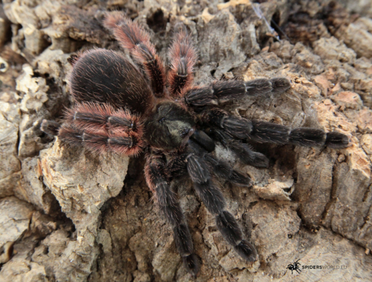 Psalmopoeus victori Female...