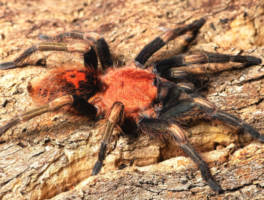Davus sp oaxaca