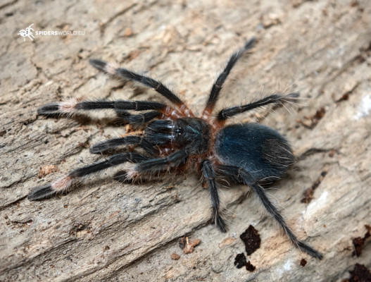 Bild einer Vogelspinne der Art Sericopelma sp. Santa Catalina