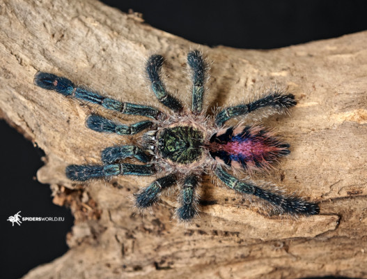 Picture of a Ybyrapora diversipes