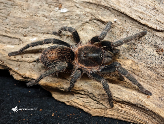 Urupelma peruvianum