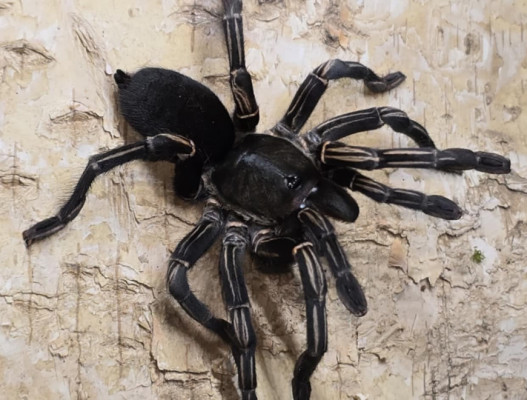Picture of a Melopoeus albostriatus DCF tarantula