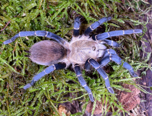 Picture of a Cyclosternum sp. aureum