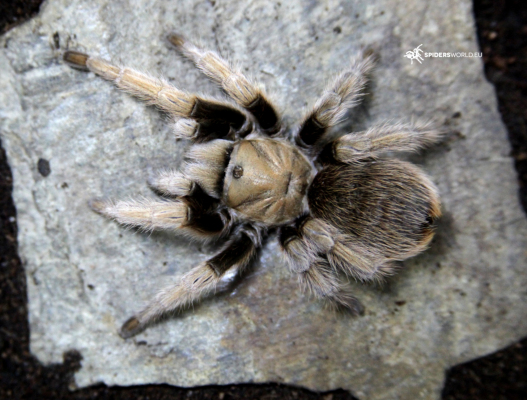 Aphonopelma chalcodes