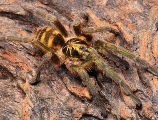 Neoholothele fasciaaurinigra