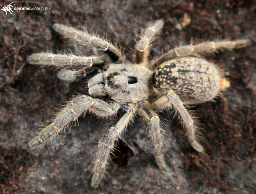 Ceratogyrus sanderi (1.5cm)...
