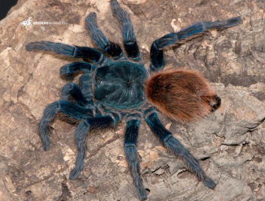 Bild einer Vogelspinne der Art Chromatopelma cyaneopubescens