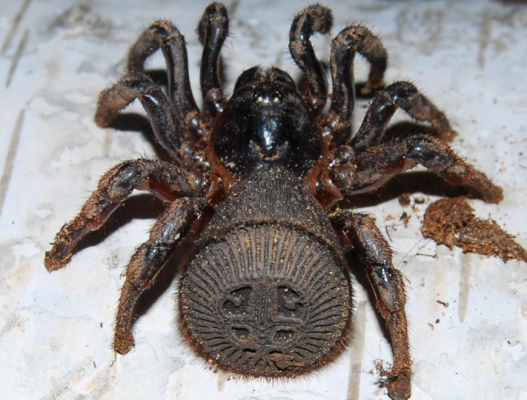 Cyclocosmia lannaensis