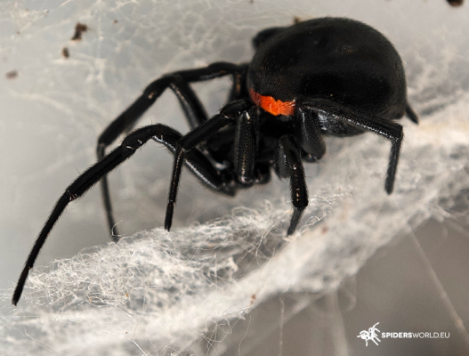 Steatoda paykulliana (0.5cm)